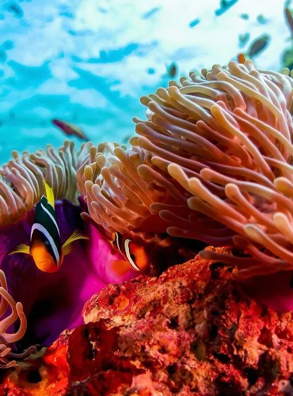 Maldive - Bandos Island Resort