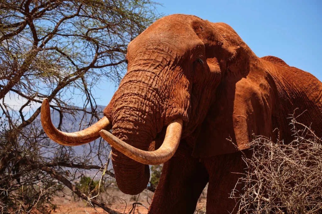 Kenya : Tour in Treno da Mombasa