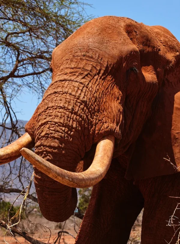 Kenya : Tour in Treno da Mombasa