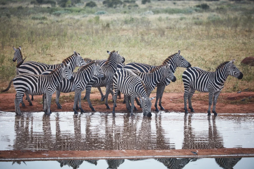 Kenya : Tour in Treno da Mombasa