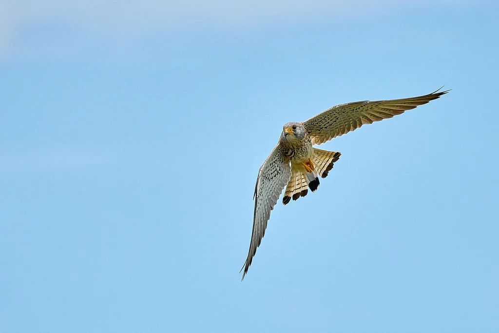 Zambia - Konkamoya Lodge
