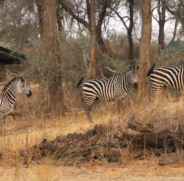 Tanzania - I parchi del sud