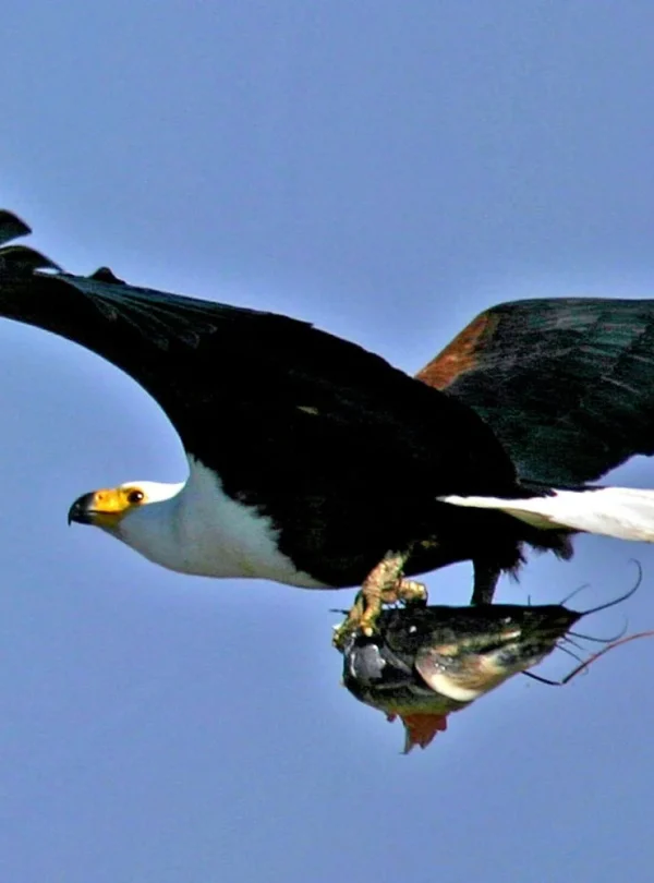 Botswana – Delta & Wildlife Adventure