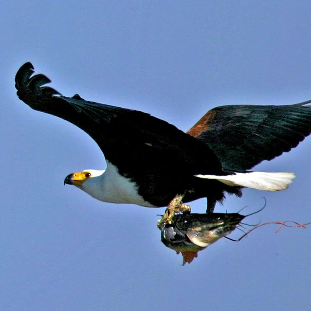 Botswana – Delta & Wildlife Adventure