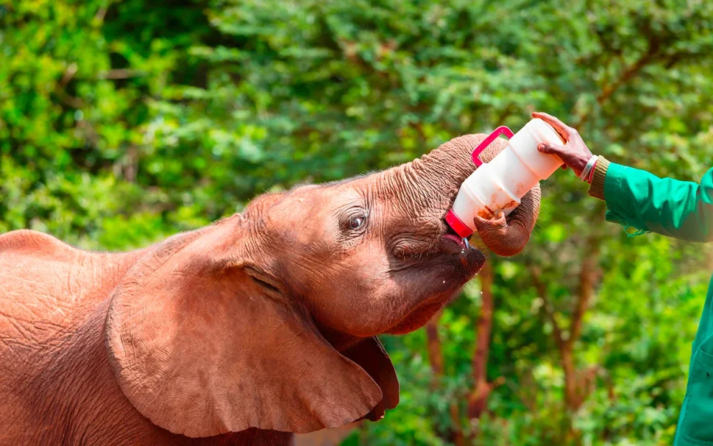 Kenya - Safari con bambini