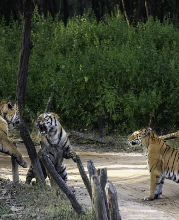 India - Nel regno della tigre