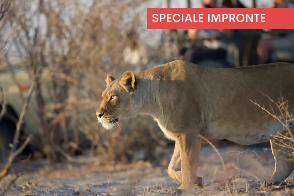 Botswana - Desert & Delta Classic - Lodge safari