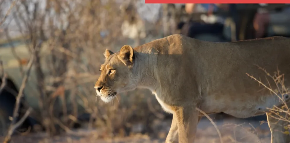 Botswana - Desert & Delta Classic - Lodge safari