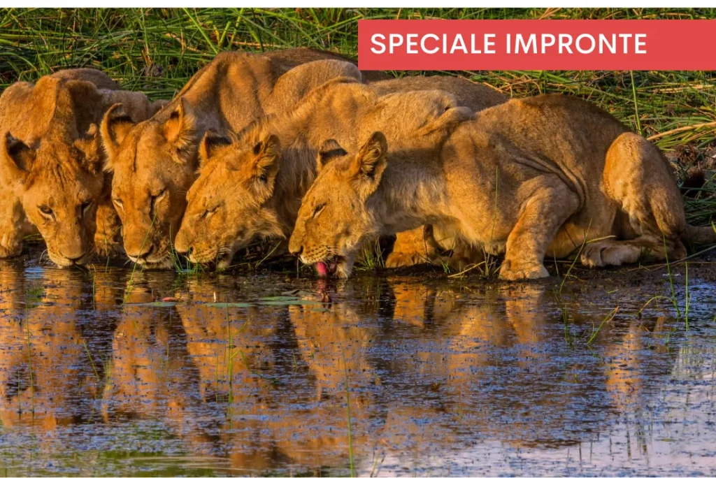 Botswana Discovery - Lodge Safari