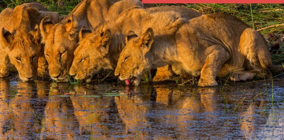 Botswana Discovery - Lodge Safari