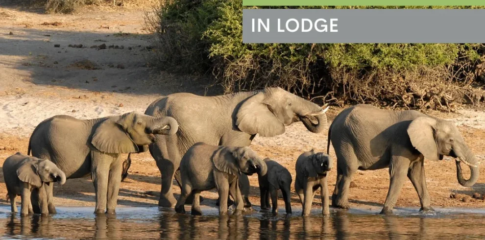 Botswana: Wildlife Lodge Safari
