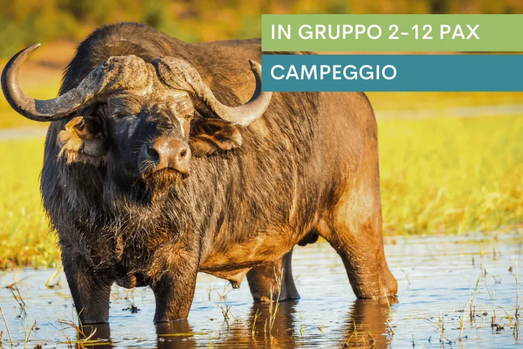 Botswana - Buffalo Safari - Camping Safari