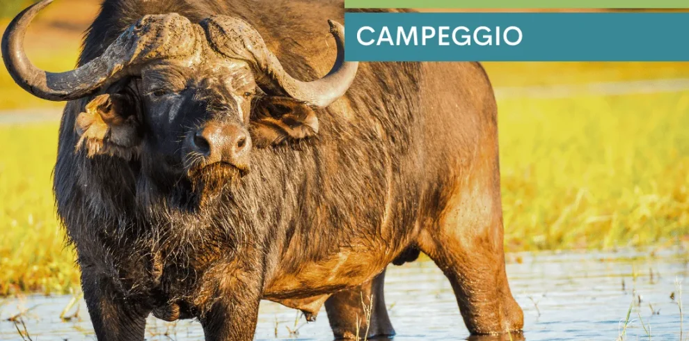 Botswana - Buffalo Safari - Camping Safari
