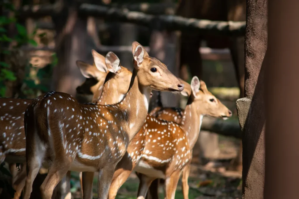 India - Nel regno della tigre
