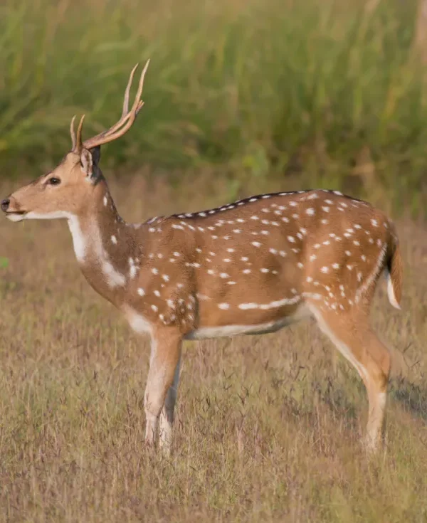 Focus: gli occhi della Tigre