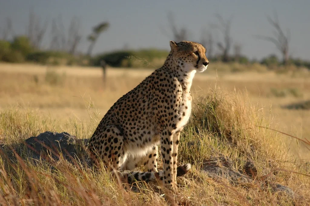 Botswana – Delta & Wildlife Adventure