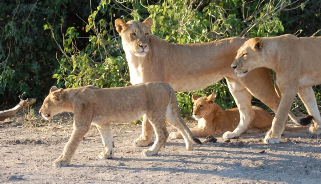 Botswana – Delta & Wildlife Adventure