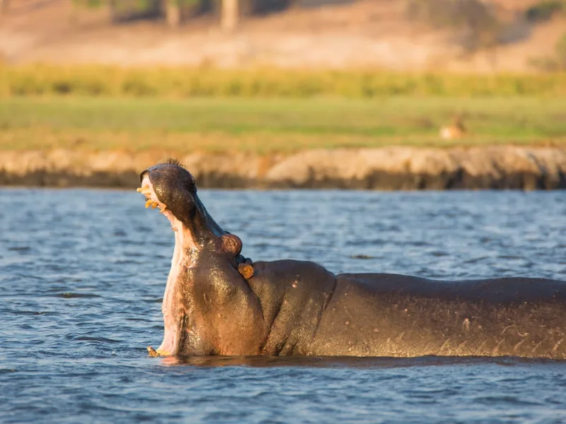 Botswana - Sable Safari - Accomodated Safari