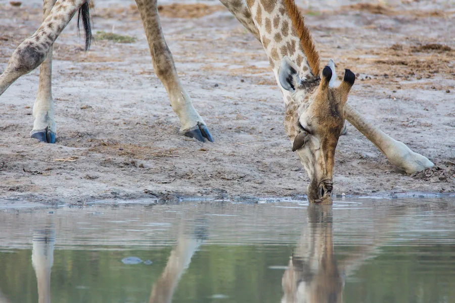 Botswana - Fish Eagle Safari - Camping Safari