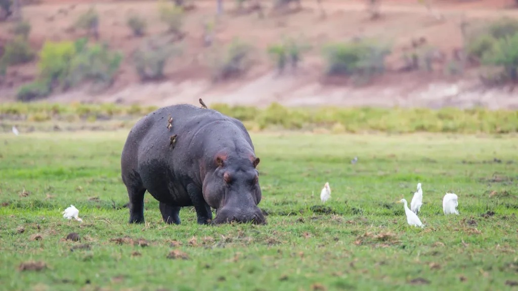 Botswana - Lion Safari - Camping Safari