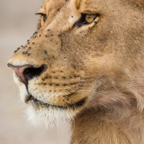 Botswana - Sable Safari - Accomodated Safari