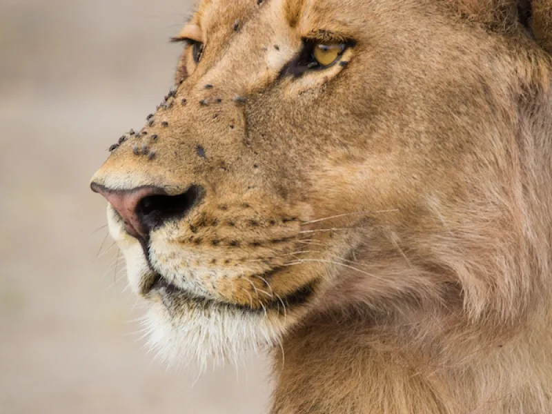 Botswana - Sable Safari - Accomodated Safari