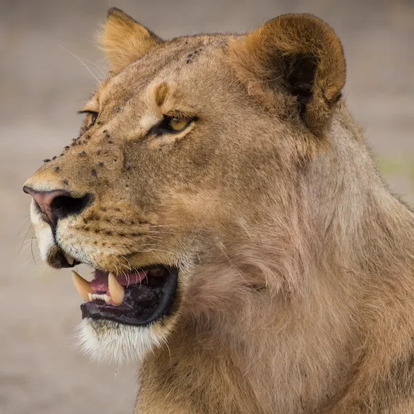 Botswana - Lion Safari - Camping Safari