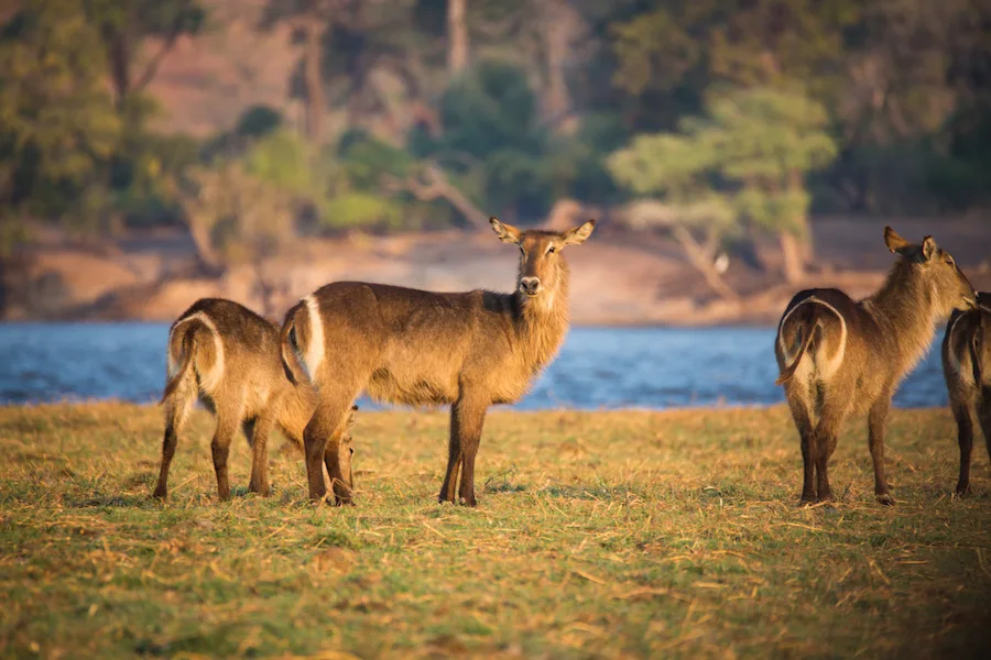 Botswana - Leopard Safari - Camping Safari