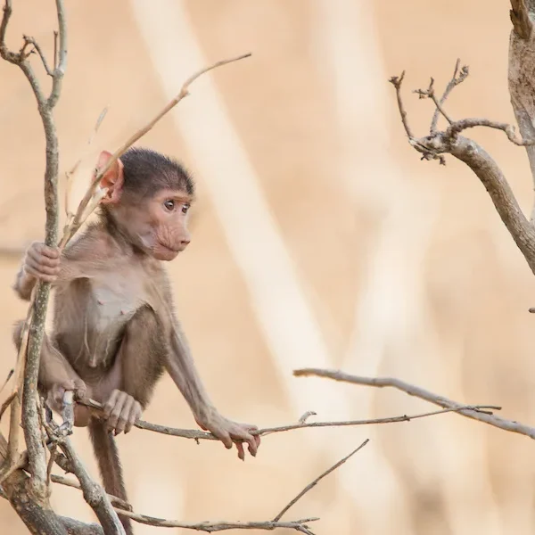 Botswana - Leopard Safari - Camping Safari