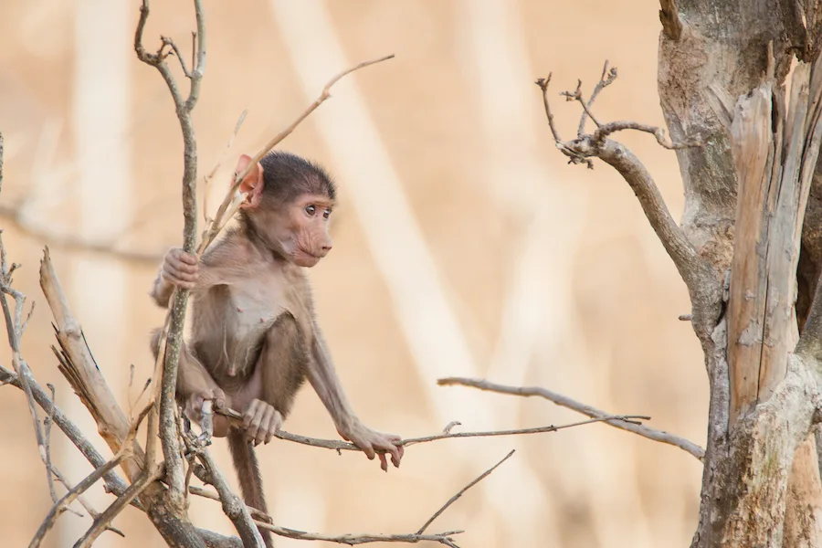 Botswana - Leopard Safari - Camping Safari