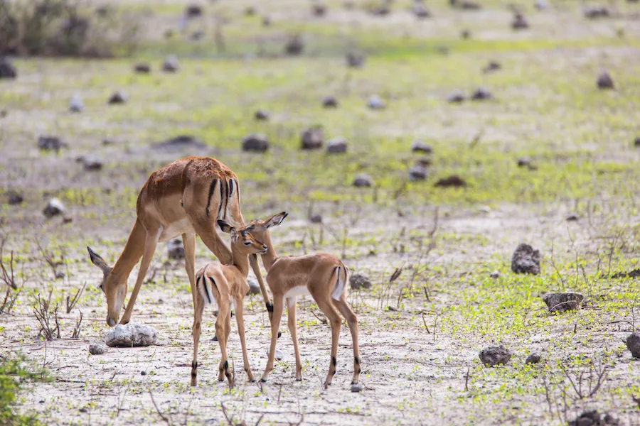 Botswana - Lion Safari - Camping Safari