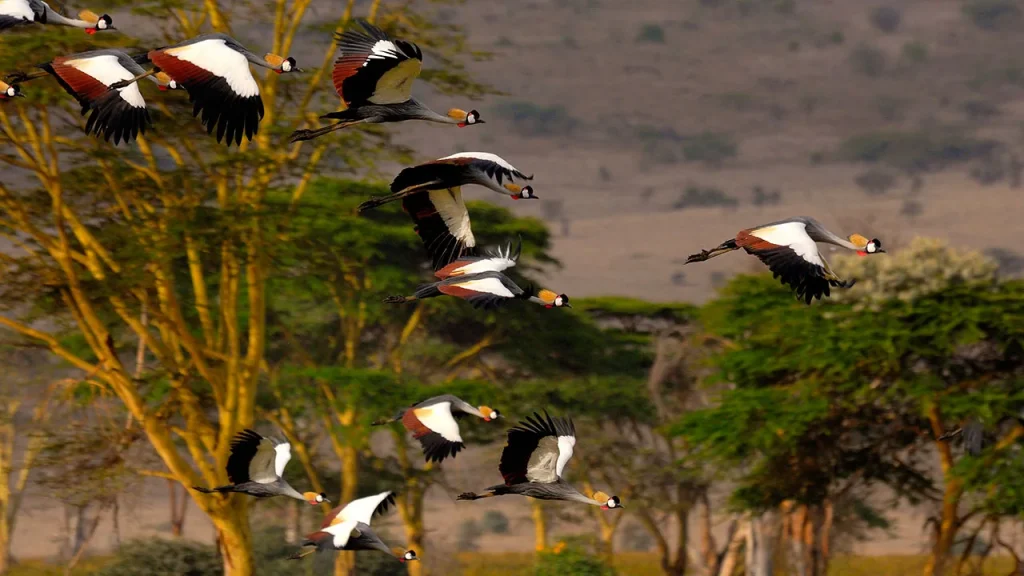 Kenya - Lewa Safari Camp