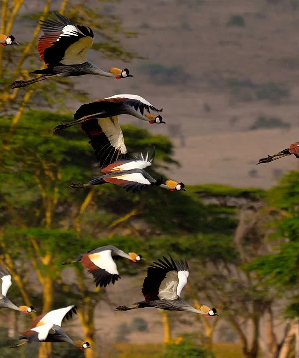 Kenya - Lewa Safari Camp