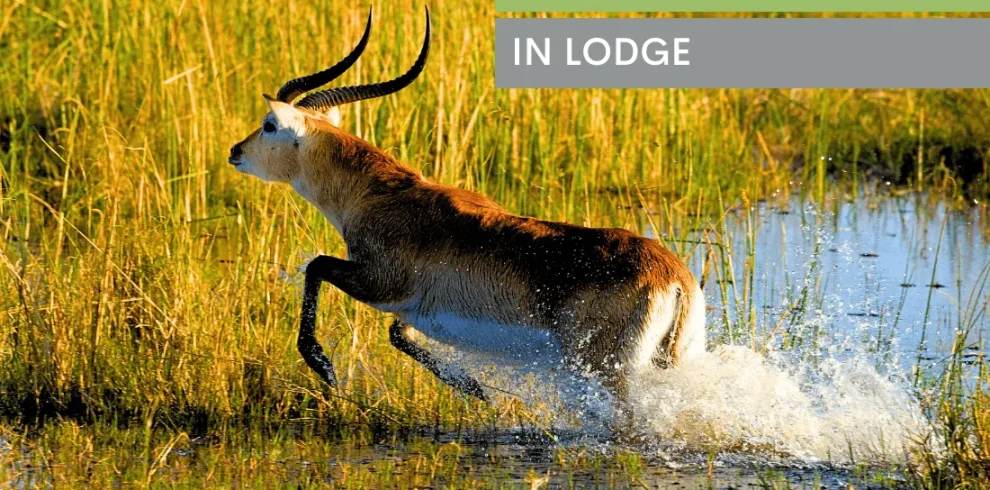 Desert Rivers & Wildlife Adventure