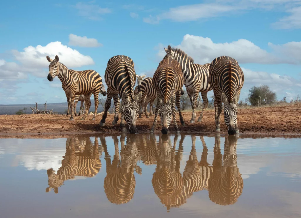 Kenya: Sulle tracce del Leopardo Nero