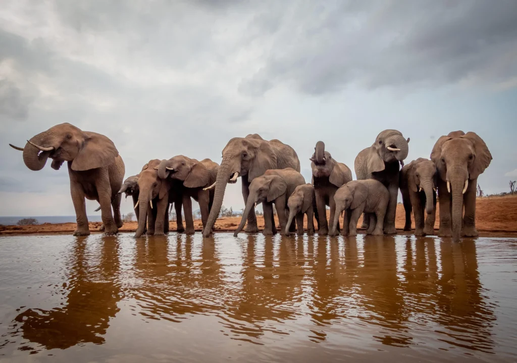 Kenya: Sulle tracce del Leopardo Nero