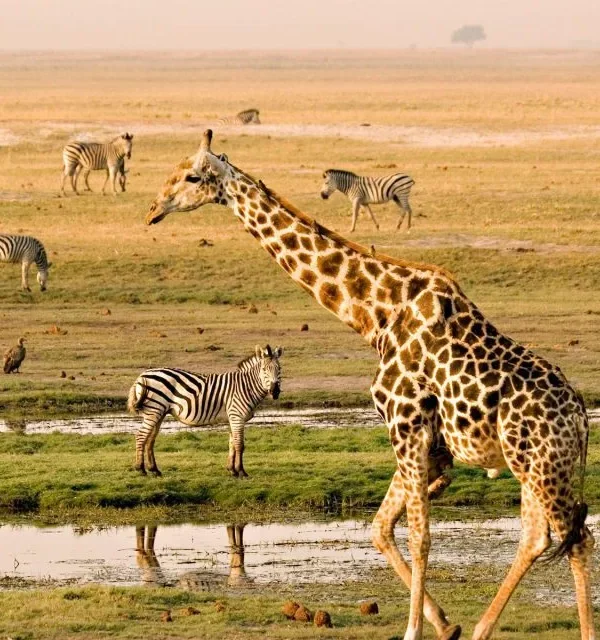 Victoria Falls, Botswana & Seychelles