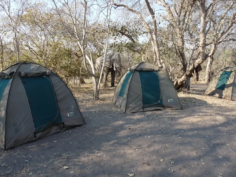 Botswana - Buffalo Safari - Camping Safari