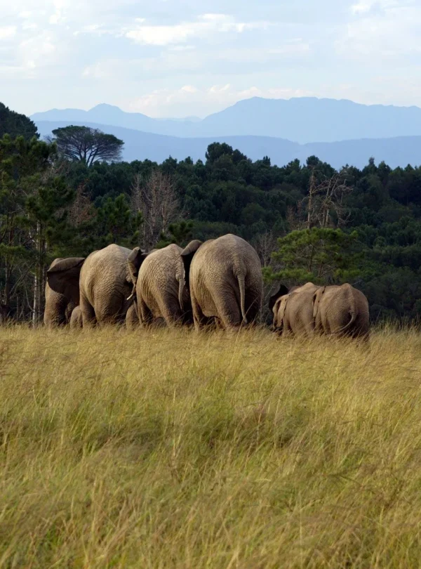 Sud Africa - Self drive Garden Route