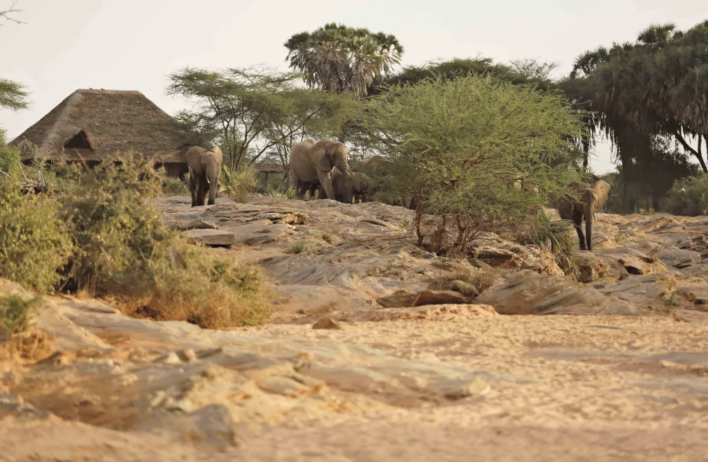 Kenya - Saruni Rhino