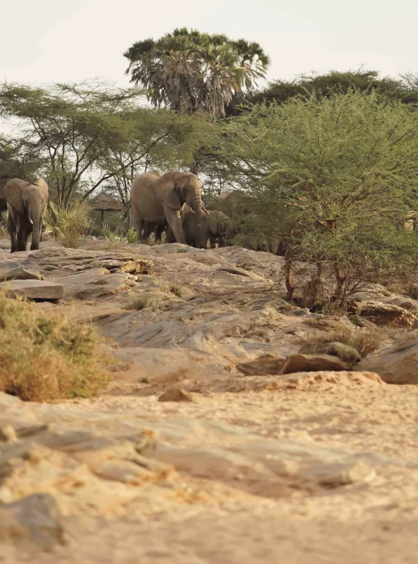 Kenya - Saruni Rhino