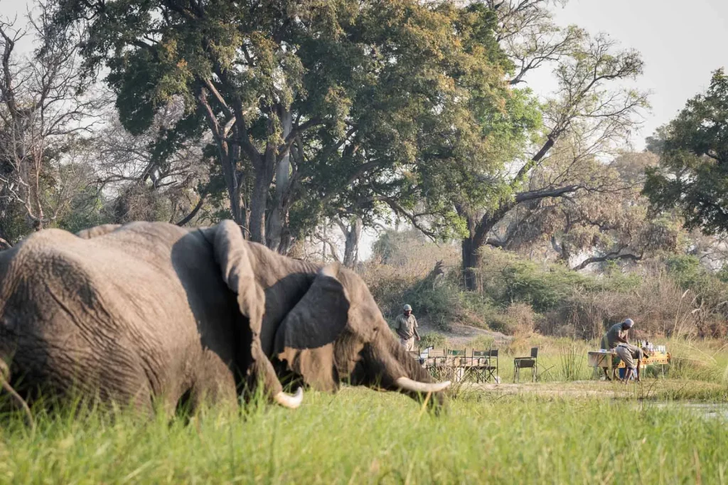 Botswana Glamping Mobile Safari