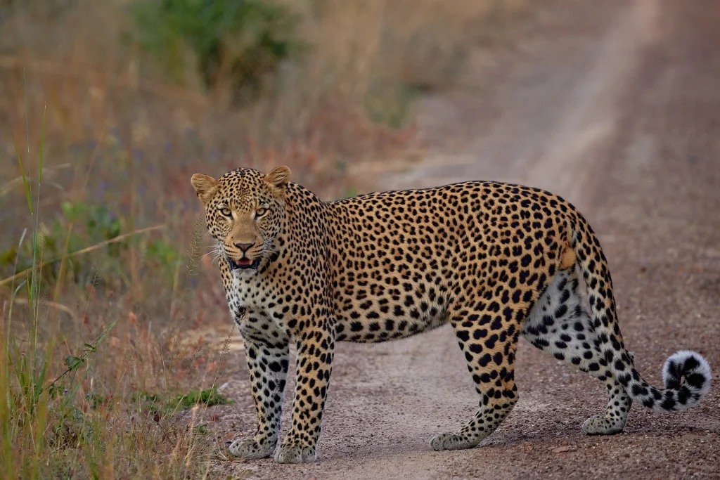 Zambia - Konkamoya Lodge