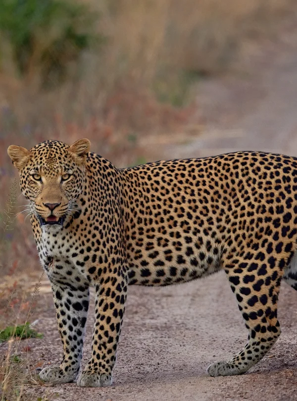 Zambia - Konkamoya Lodge