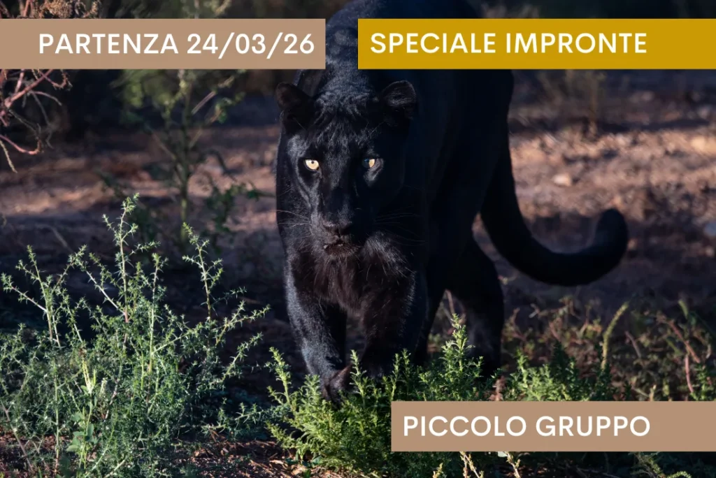 Kenya: Sulle tracce del Leopardo Nero