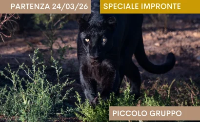 Kenya: Sulle tracce del Leopardo Nero