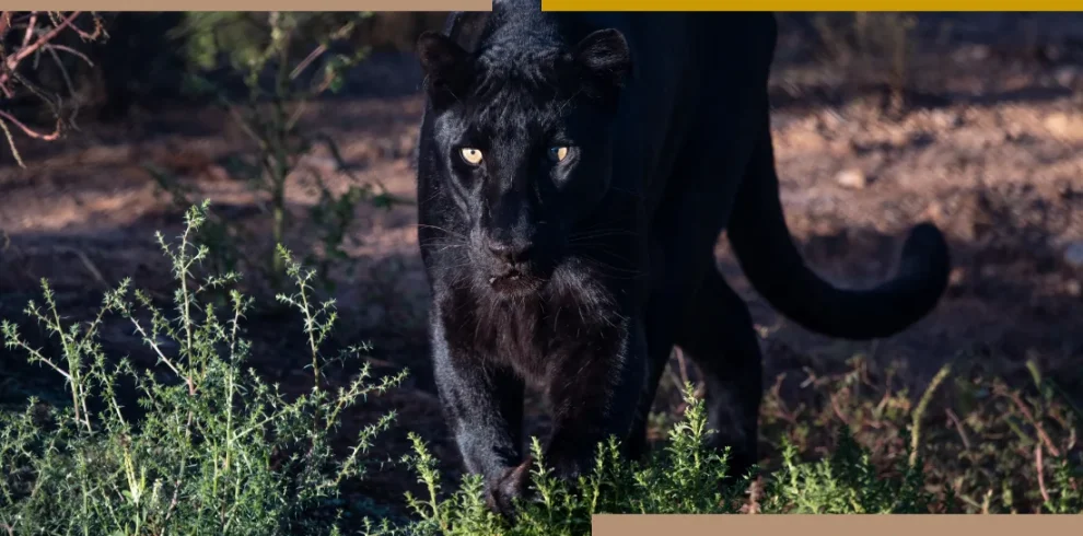 Kenya: Sulle tracce del Leopardo Nero