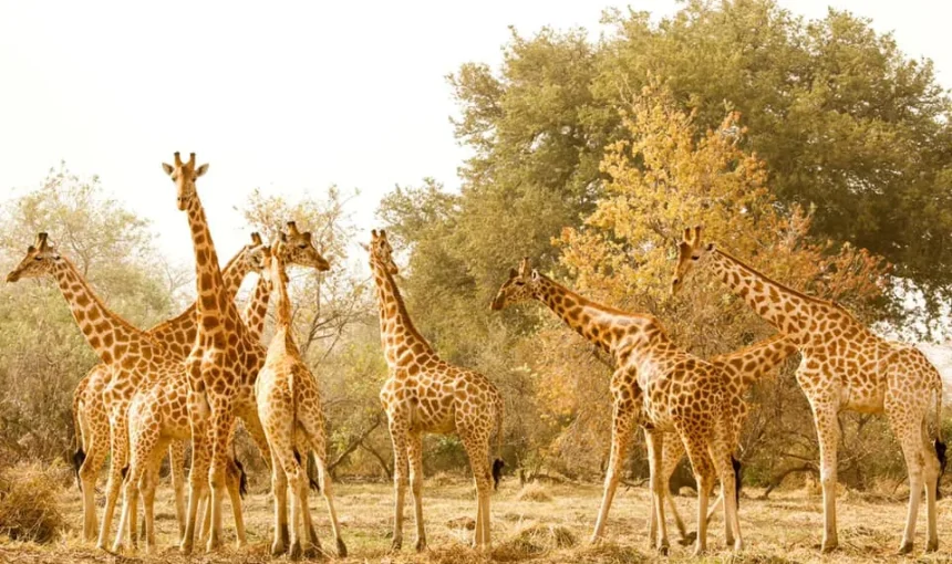 Chad – Le Giraffe di Zakouma