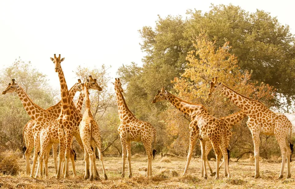 Chad - Le Giraffe di Zakouma