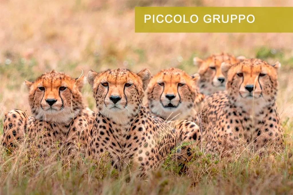 Ghepardi Masai Mara Kenya